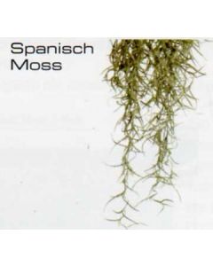 SPANISCH MOSS LARGE - JUNGLE PLANTS