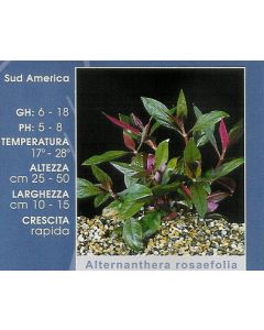 ALTERNANTHERA ROSAEFOLIA