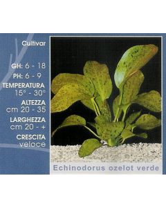 ECHINODORUS OZELOT VERDE