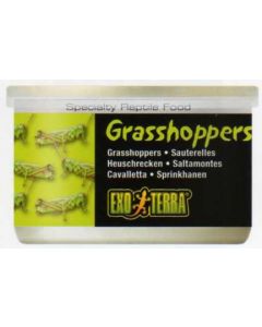 GRASSHOPPERS 34 GR. / 1.2 ONCIA - CAVALLETTE