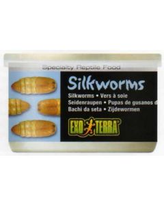 SILKWORMS (PUPEA)  34 GR / 1.2 ONCIA - BACHI DA SETA