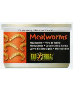 MEALWORMS 34 GR. / 1.2 ONCIA - VERMI DELLA FARINA