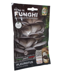 Micelio Pleurotus