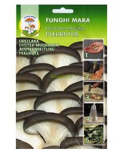 Micelio Pleurotus