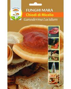 chiodi ganoderma lucidum