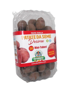 Confezione 50 mini tuberi Desiree