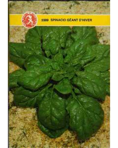 SPINACIO GEANT D'HIVER  GR.100