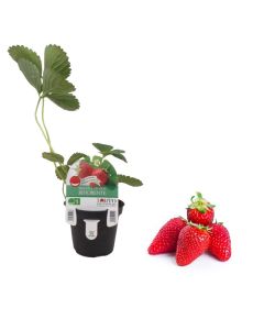 Pianta fragola Aromas