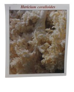 Chiodi micelio Hericium Coralloides 20 pz.