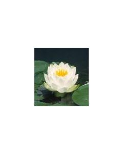 NYMPHAEA MARILACEA ALBIDA  fiore bianco