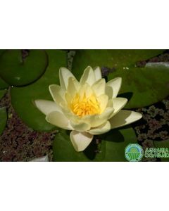 NYMPHAEA  MARLIACEA CHROMATELLA  fiore giallo