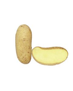 patata da seme spunta