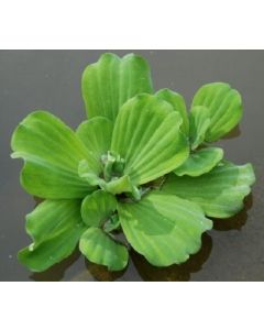 PISTIA STRATIOTES Lattuga d'acqua