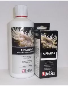 Red sea Aiptasia