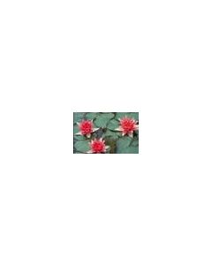 NYNPHAEA RENE' GERARD fiore rosso