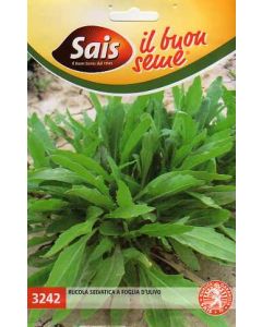 Rucola selvatica a foglia D'Ulivo Sais