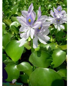 EICHORNIA CRASSIPES giacinto d'acqua