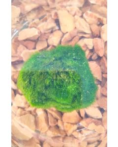 Cladophora o Aegagropila linnaei o MArimo alga