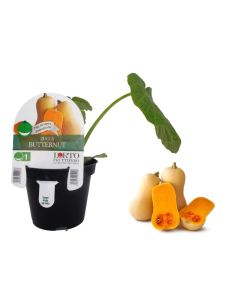 Pianta zucca Butternut