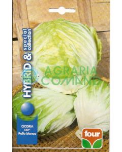 CICORIA OR  PALLA BIANCA SPECIAL COLLECTION