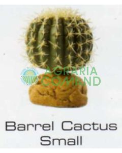 BARREL CACTUS SMALL - DESERT PLANTS
