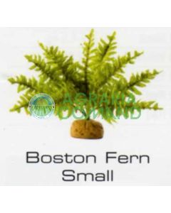BOSTON FERN SMALL - RAINFOREST  PLANTS