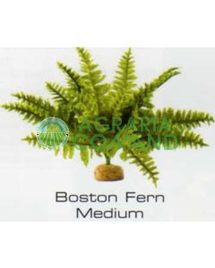BOSTON FERN MEDIUM - RAINFOREST PLANTS