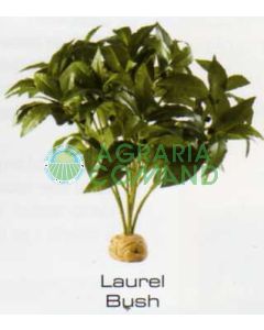 LAUREL BUSH - RAINFOREST PLANTS