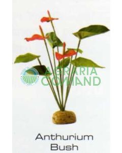 ANTHURIUM BUSH - RAINFOREST PLANTS