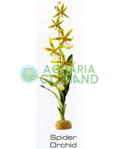 SPIDER ORCHID - RAINFOREST PLANTS