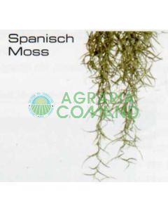SPANISCH MOSS LARGE - JUNGLE PLANTS