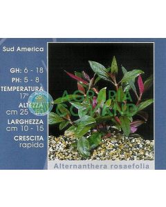 ALTERNANTHERA ROSAEFOLIA ALTERNANTHERA ROSAEFOLIA