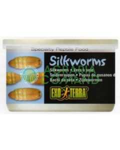 SILKWORMS (PUPEA)  34 GR / 1.2 ONCIA - BACHI DA SETA