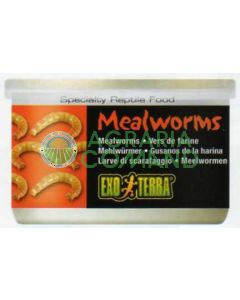 MEALWORMS 34 GR. / 1.2 ONCIA - VERMI DELLA FARINA