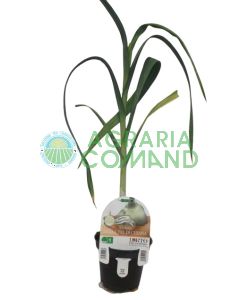 Pianta Aglione della Val di Chiana Pianta Aglione della Val di Chiana