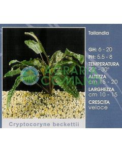CRYPTOCORYNE BECKETTII CRYPTOCORYNE BECKETTII