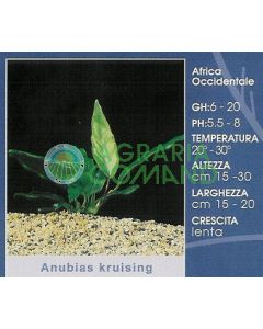 ANUBIAS KRUISING ANUBIAS KRUISING