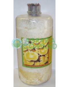 Micelio fresco pleurotus gialletto Micelio fresco pleurotus gialletto