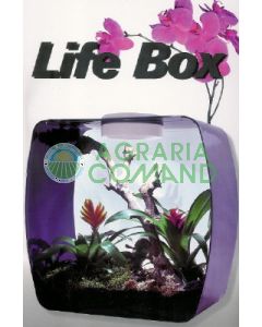 LIFE BOX VIOLA CON LUCI