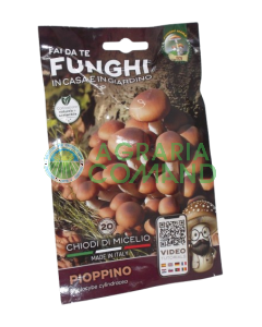 Chiodi micelio pioppino