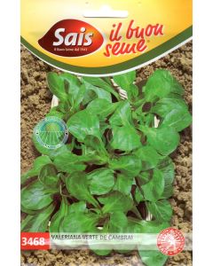 Valeriana Verte de Cambrai