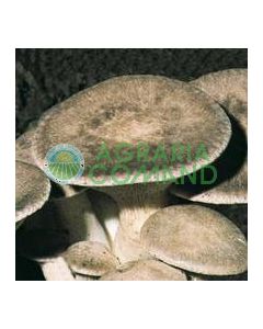 balla funghi cardoncello