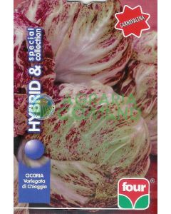 CICORIA VARIEGATA DI CHIOGGIA Carnevalina SPECIAL COLLECTION