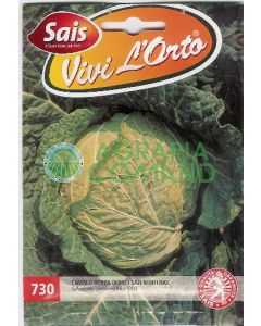 CAVOLO VERZA D'ASTI SAN MARTINO CAVOLO VERZA D'ASTI SAN MARTINO