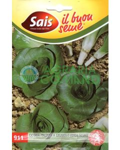 Cicoria a grumolo verde scuro