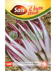 Cicoria di Treviso 3 Sais