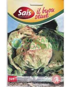 Cicoria variegata Lusia Cicoria variegata Lusia