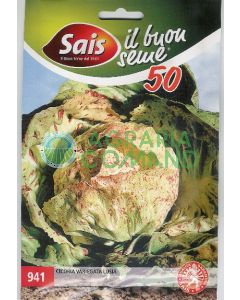 Cicoria Variegata di Luisa