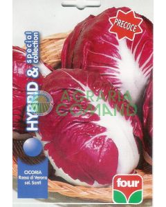 Cicoria Verona selezione Santi