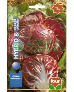 CICORIA PALLA ROSSA 2 sel. Pinta SPECIAL COLLECTION